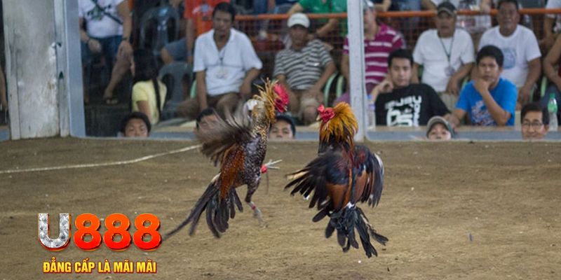 w88ud2 may club nổ hũ