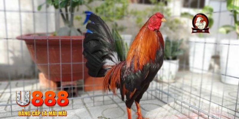 w88ud2 trò chơi nổ hũ 2 mặt là gì