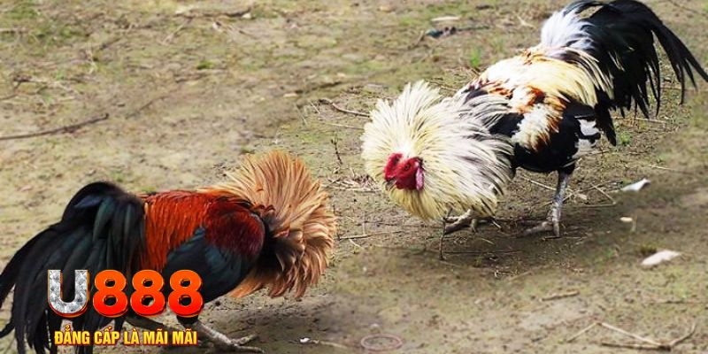 w88ud2 kết quả xổ số hôm nay